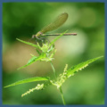 Projekttage: Naturfotografie am Siegsteig