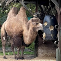Trampeltier, Dromedar oder Kamel?