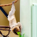 Besuch beim Vorbild – Eine Abendführung im Kölner Zoo