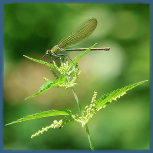 Projekttage: Naturfotografie am Siegsteig Projekttage: Naturfotografie am Siegsteig
